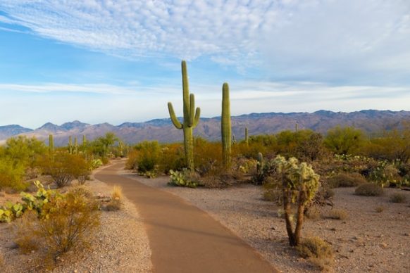 Desert Ecology Loop Trail - Arizona