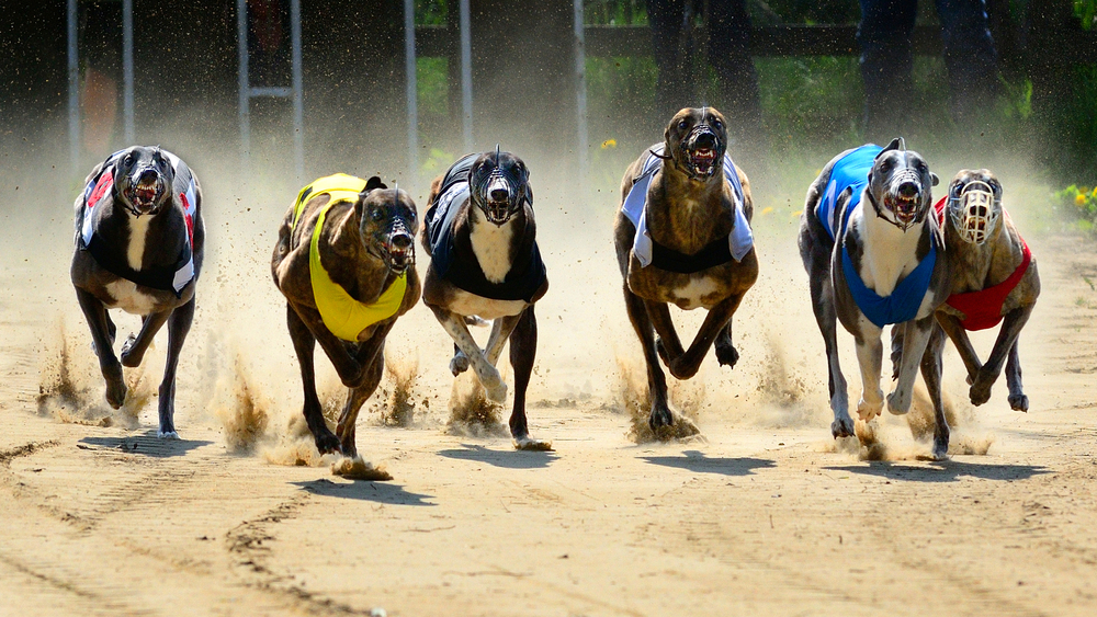 Greyhounds racing