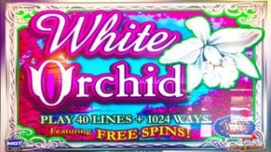 White Orchid