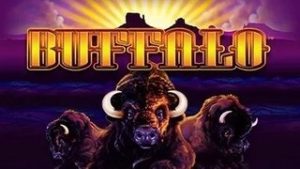 Buffalo